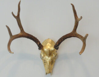 antiquity deer skull and 24k gold